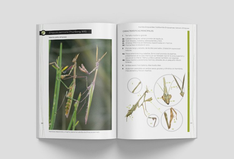 gua de identificacin de las mantis ibricas (mantodea) vol. 2