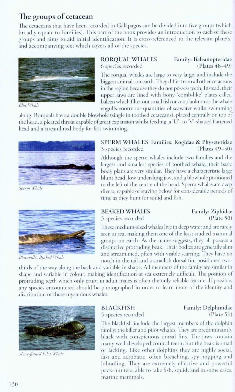 birds, mammals and reptiles of the galpagos islands