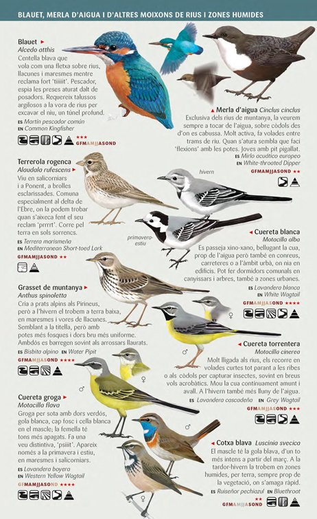 ocells aqutics camallargs, rapinyaires i moixons de les zones humides. miniguia de camp