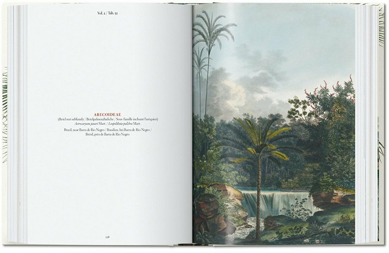 the book of palms. edicin 40 aniversario