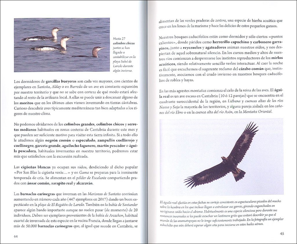 cundo y dnde ver aves en cantabria. propuestas mes a mes para familias, aficionados y expertos