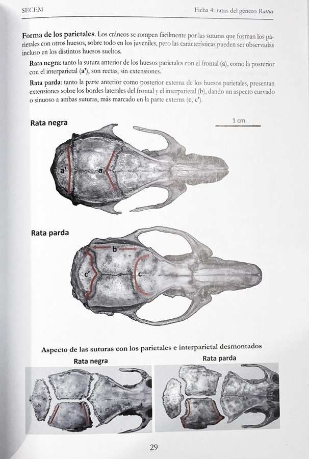 manual para la identificacin de los crneos de los roedores de la pennsula iberica, islas baleares y canarias