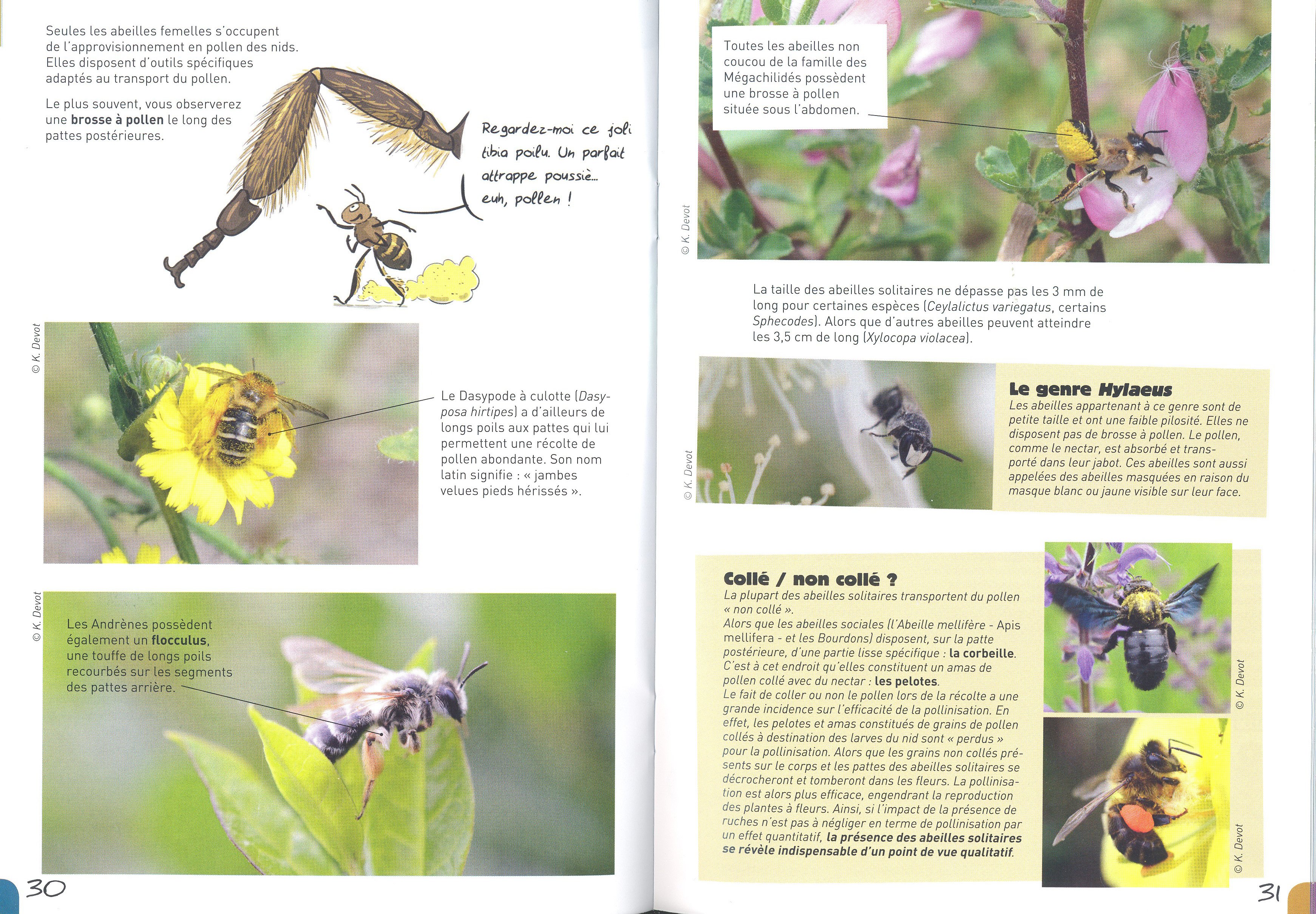  la rencontre des abeilles solitaires