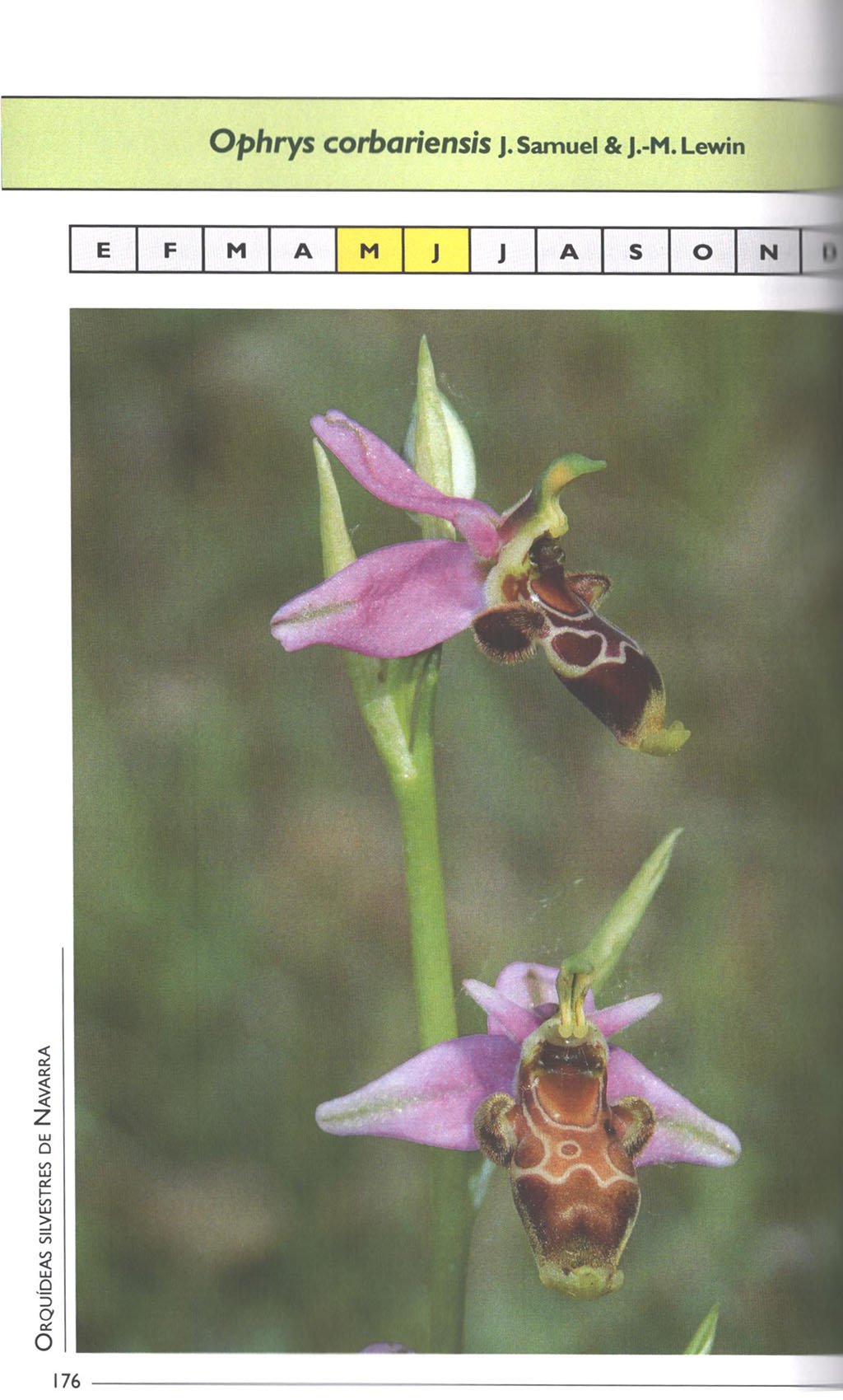 orqudeas silvestres de navarra