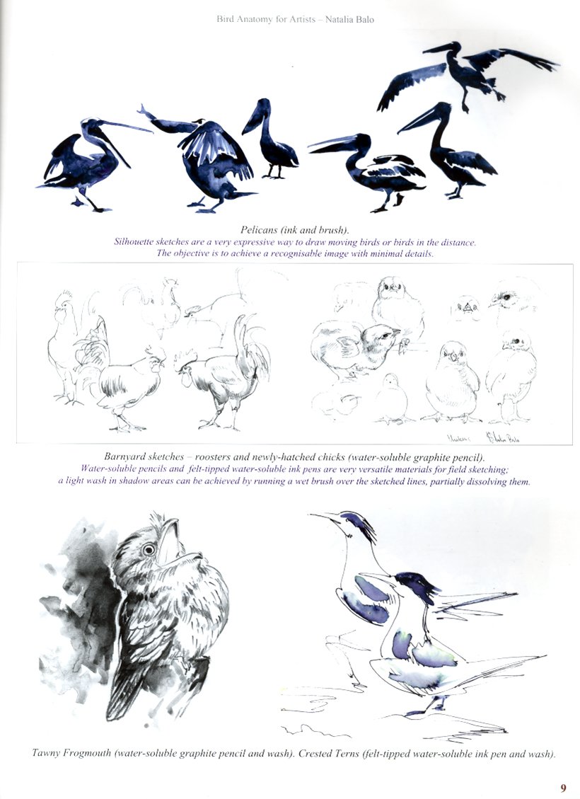 bird anatomy for artists comprehensive guide to drawing birds for artists and bird lovers