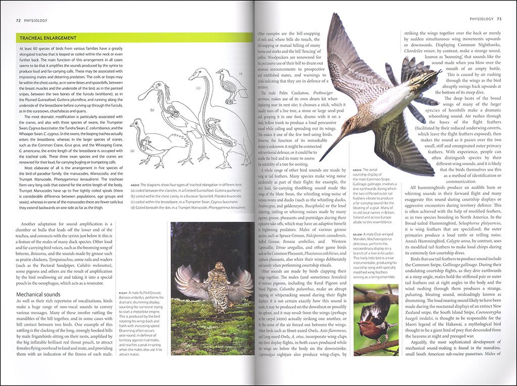 birds. a complete guide to their biology and behaviour