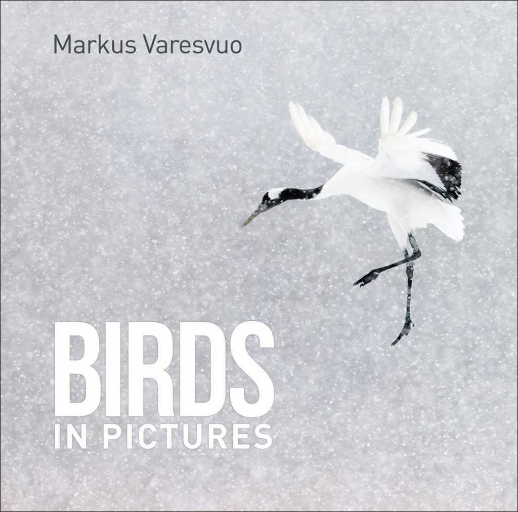 birds in pictures