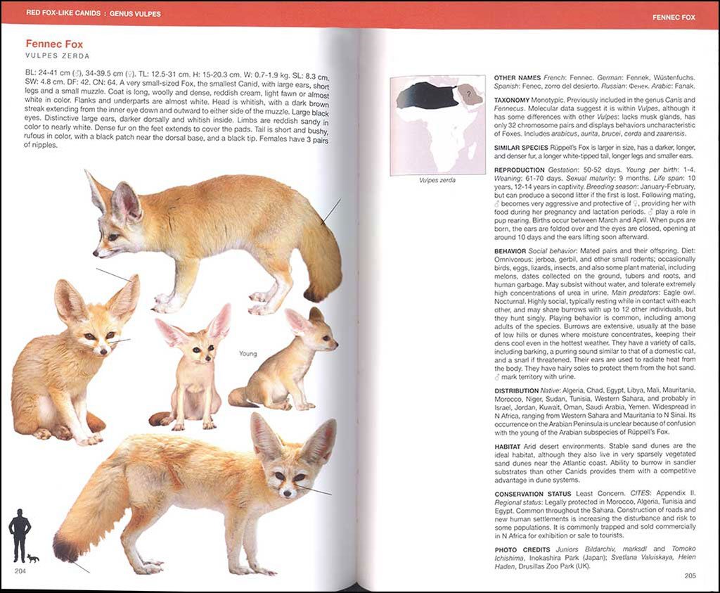canids of the world. wolves, wil dogs, foxes, jackals, coyotes, and their relatives