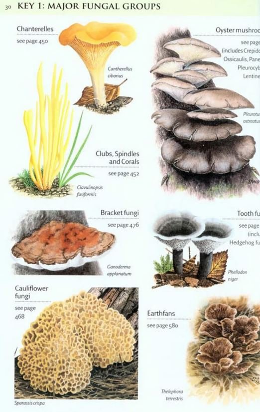 collins fungi guide. the most complete field guide to the mushrooms and toadstools of britain and europe