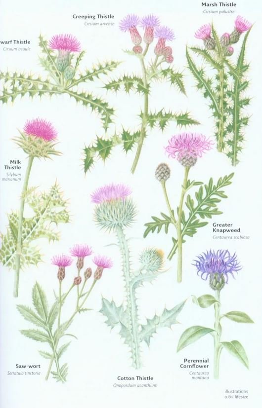 collins wild flower guide