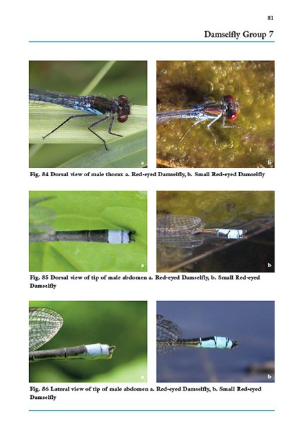 dragons and damsels. an identification to british and irish odonata