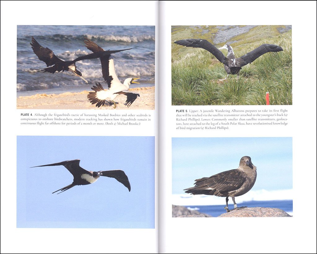 far from land. the mysterious lives of seabirds