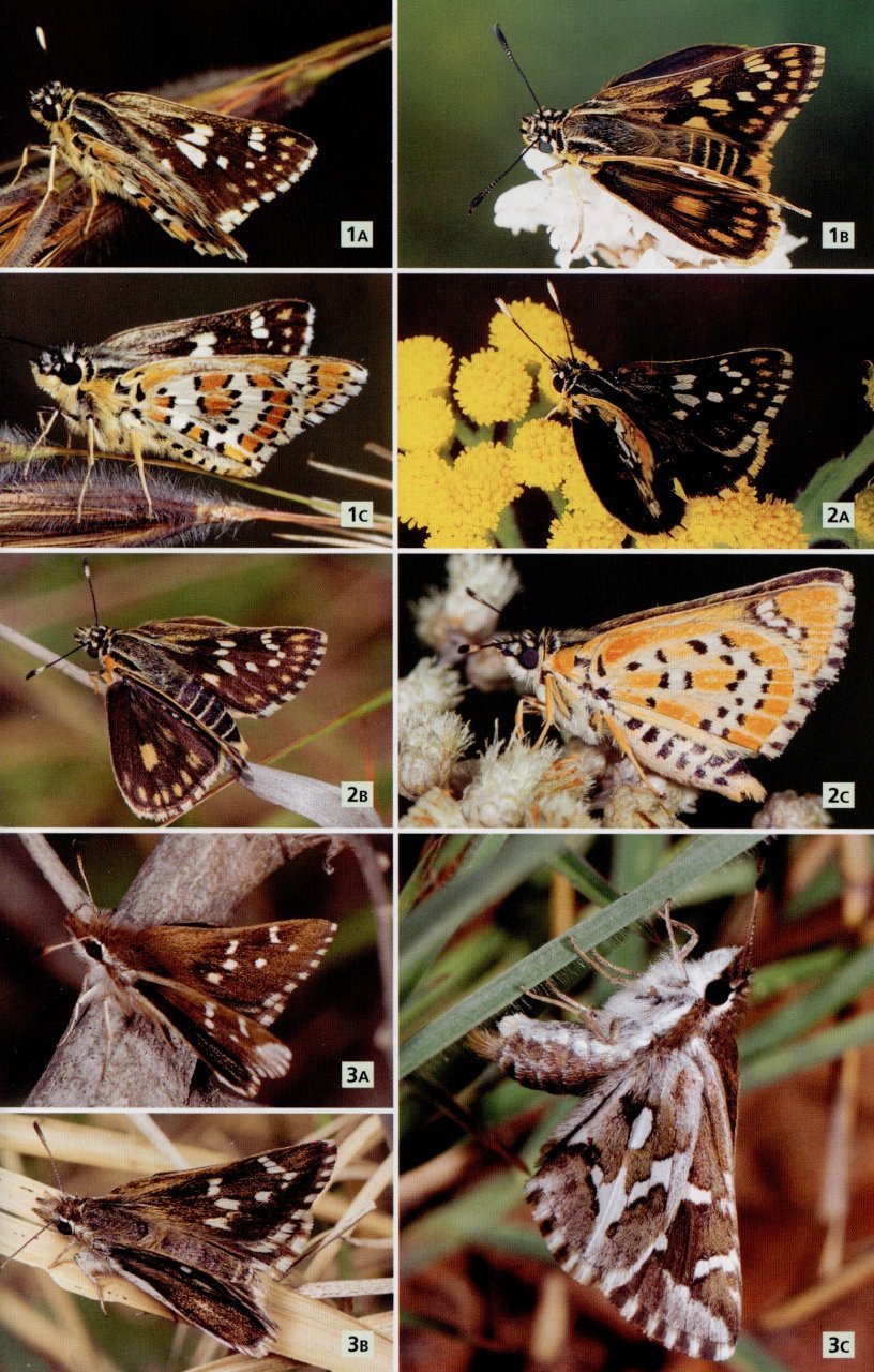 field guide to butterflies of south africa. a field