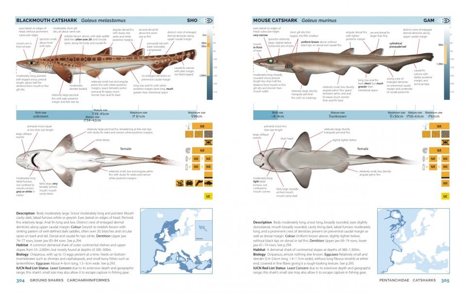 field guide to sharks, rays and chimaeras of europe and the mediterranean