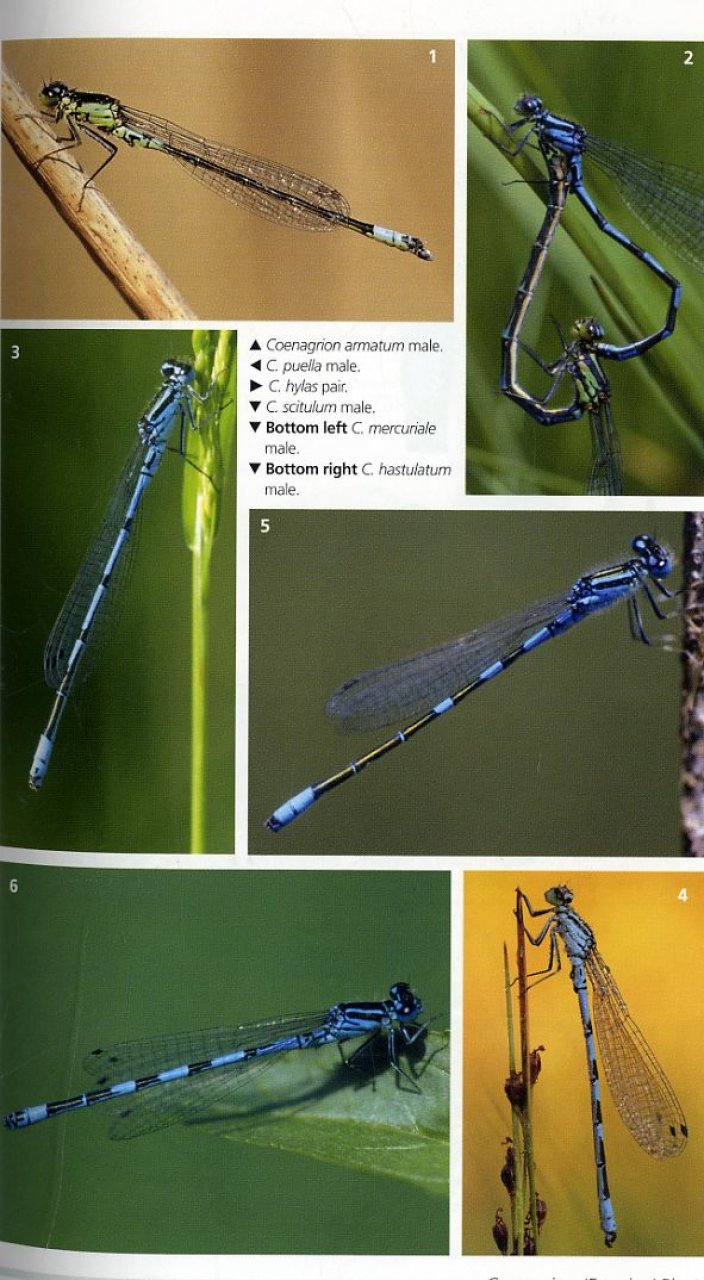 field guide to the dragonflies of britain and europe including western turkey and north-western africa