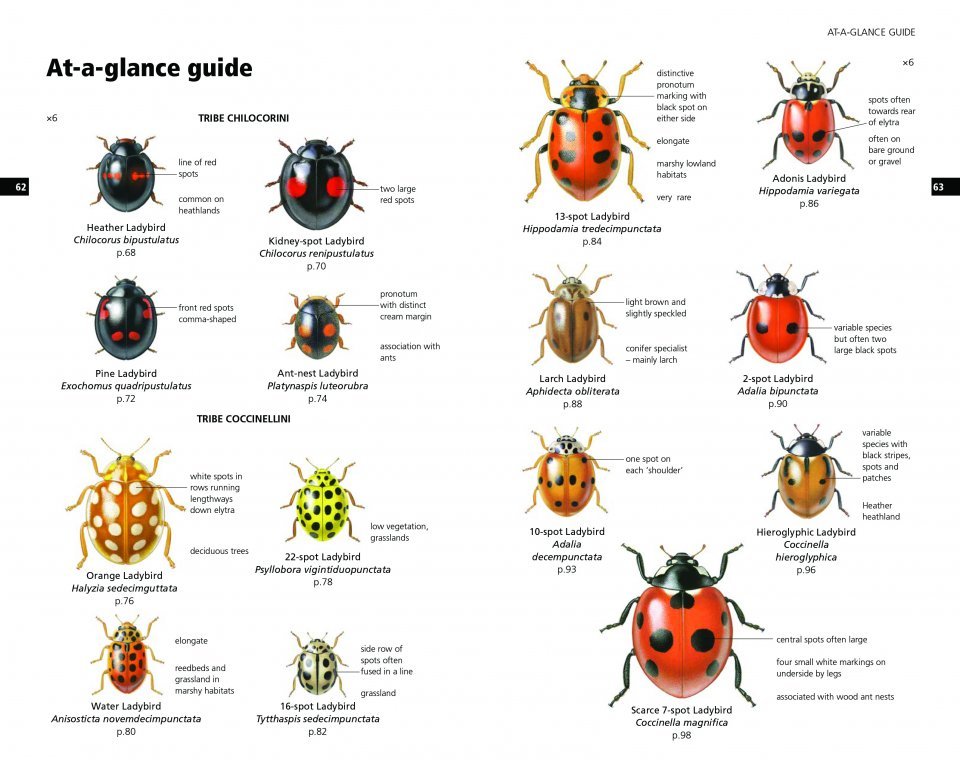 field guide to the ladybirds of britain and ireland