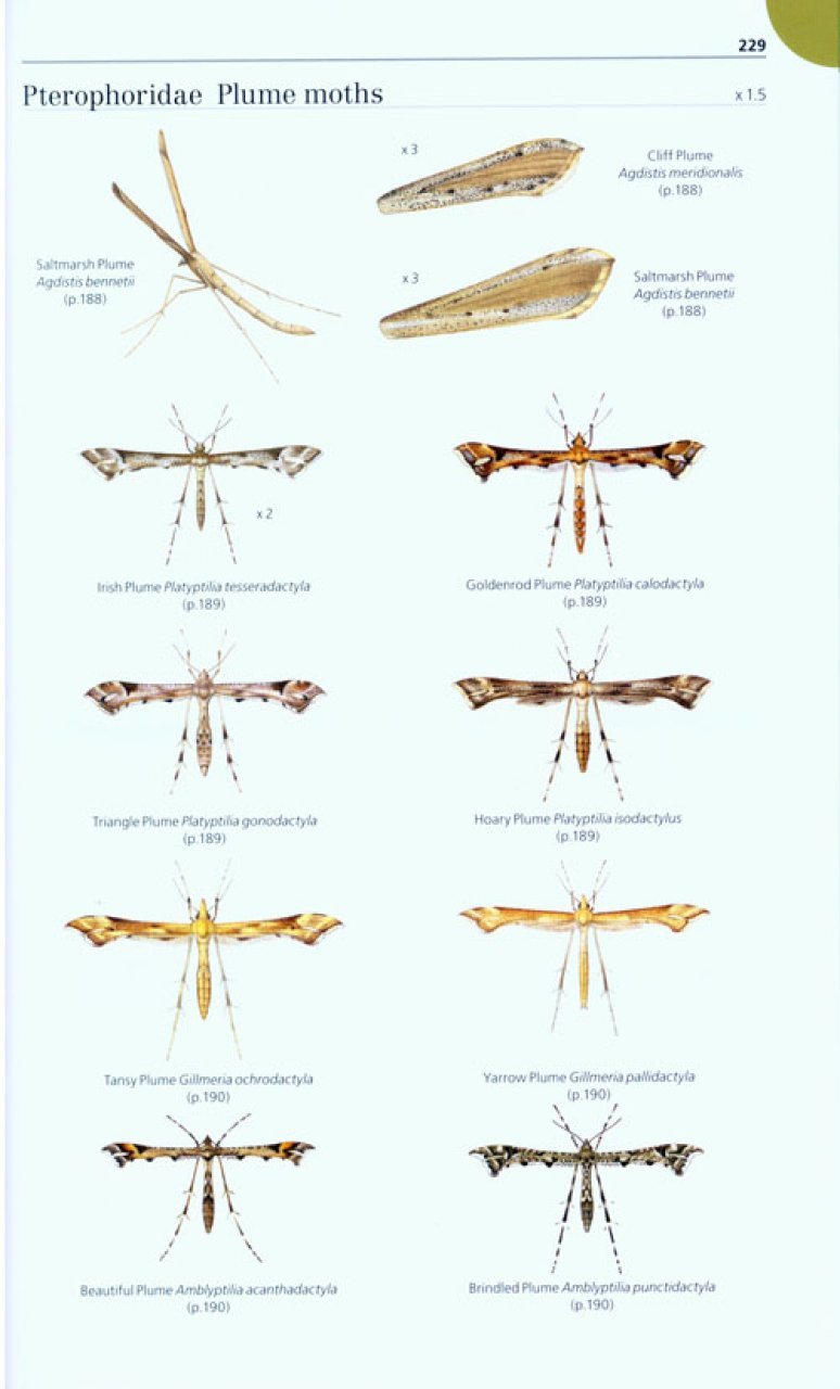 field guide to the micro-moths of great britain and ireland