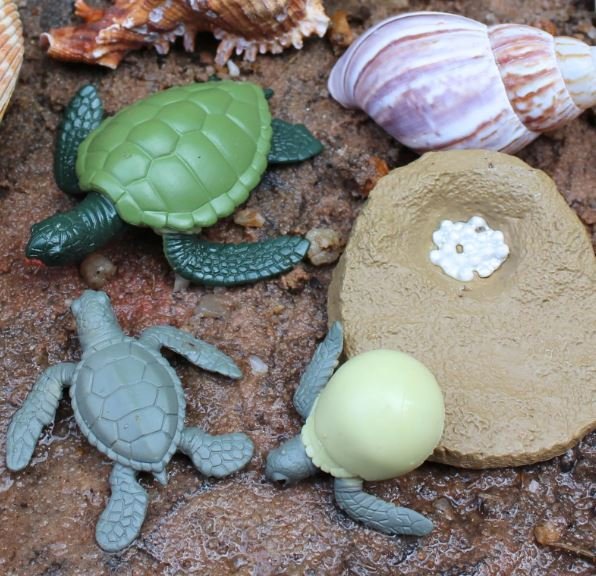 figuras ciclo de la vida - tortuga marina