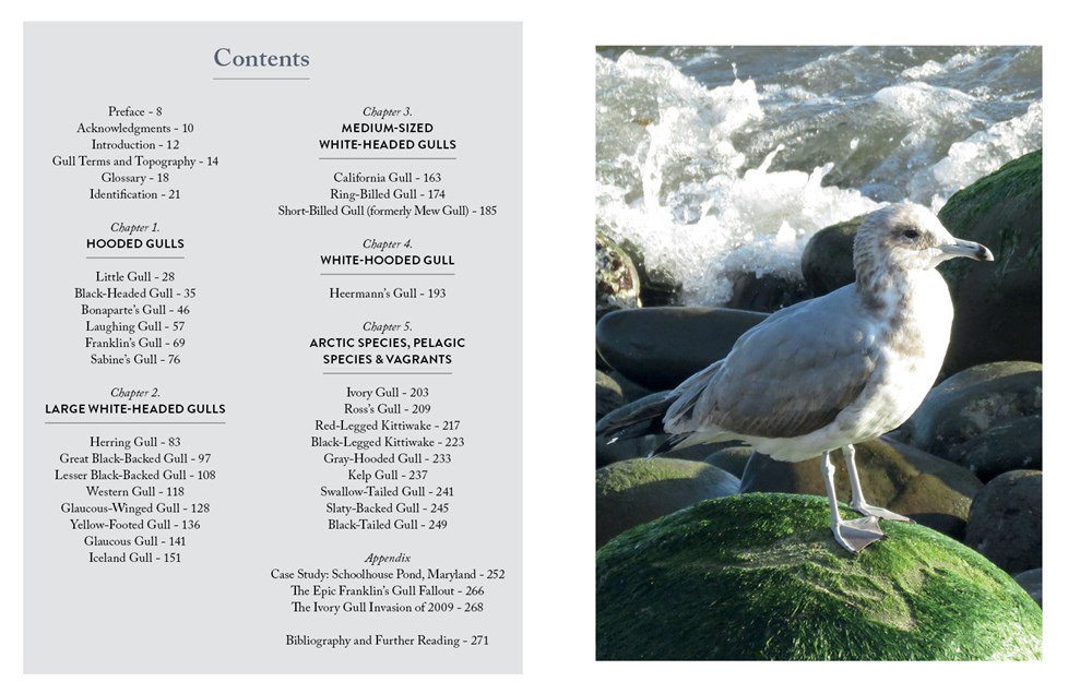gulls of north america