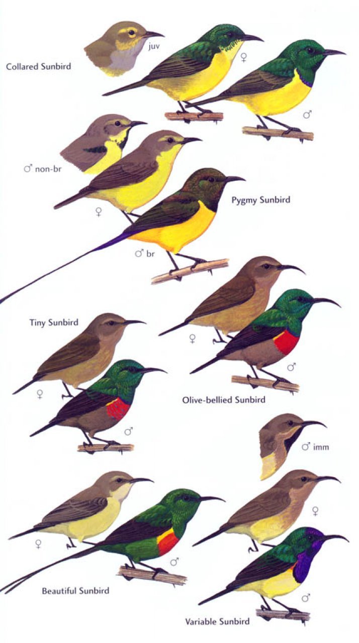 helm field guide. birds of ghana