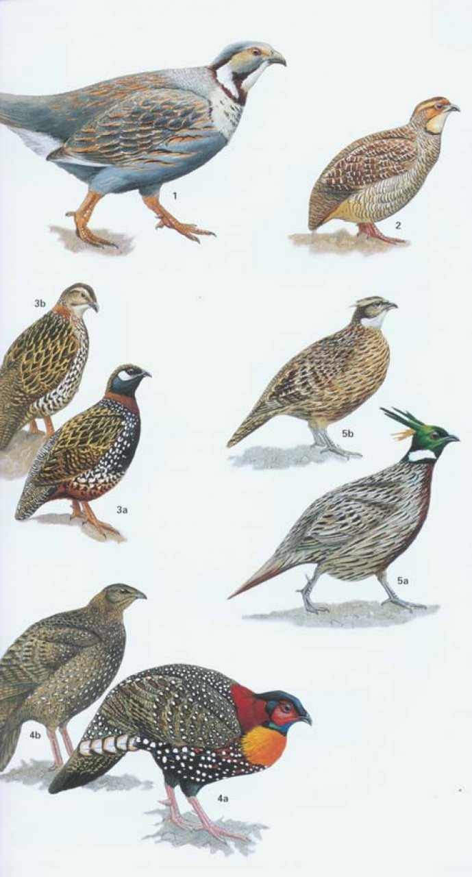 helm field guide to the birds of pakistan