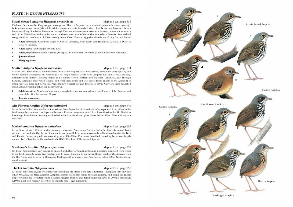 helm identification guides. antpittas and gnateaters