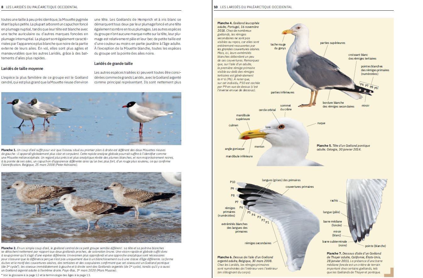 les larides du paleartique occidental. guide d'identification des mouttes et des goelands