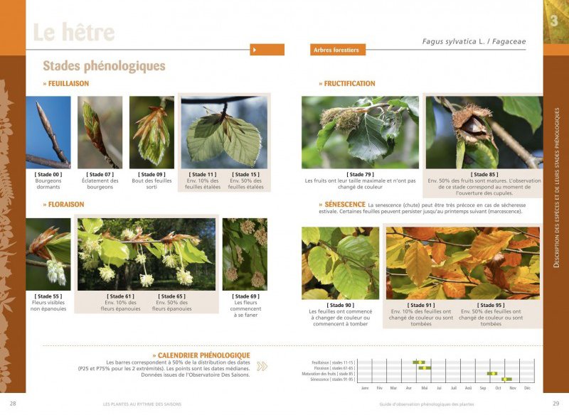 les plantes au rythme des saisons