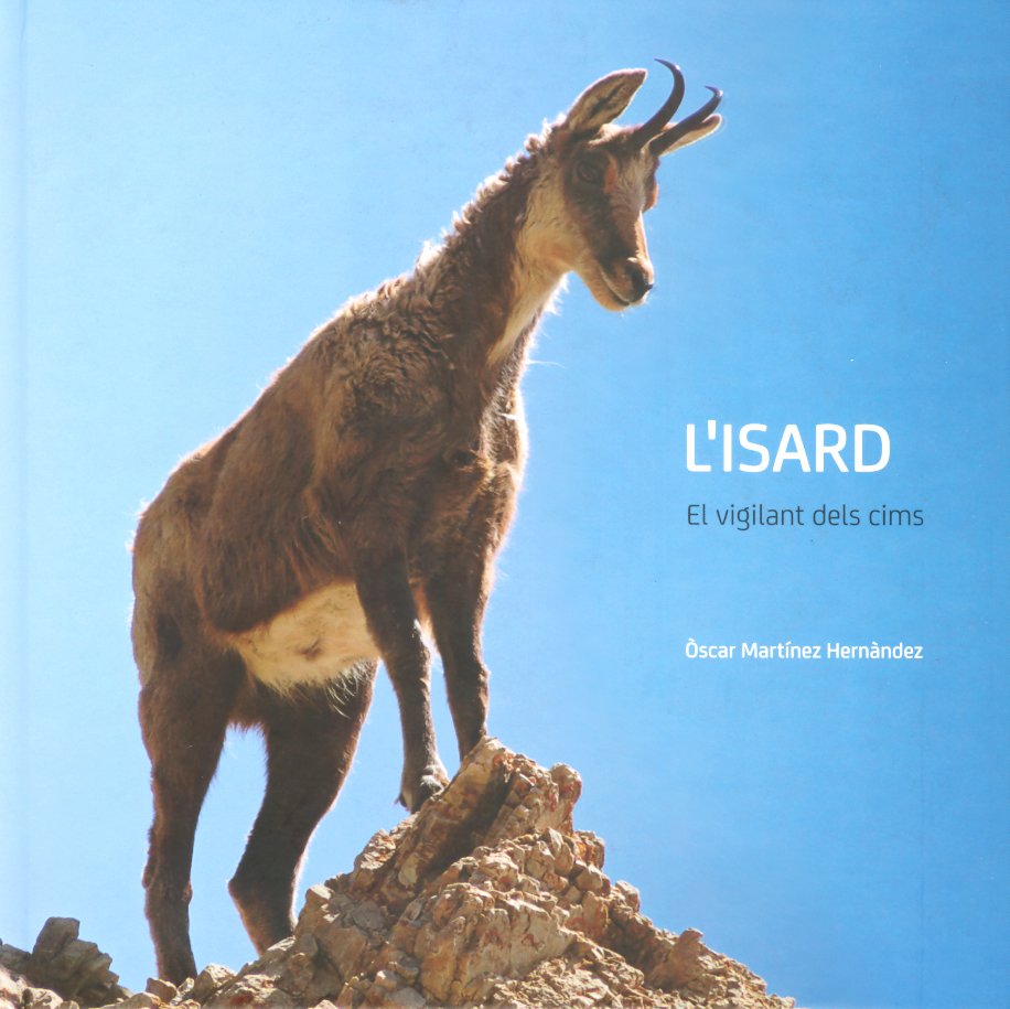 l'isard. el vigilant dels cims