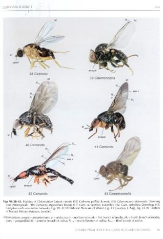 manual of afrotropical diptera. volume 3