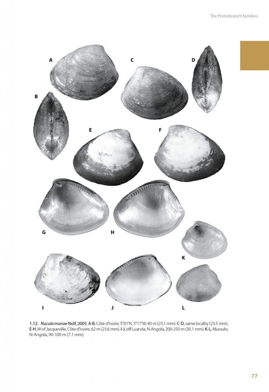 marine bivalves of tropical west africa