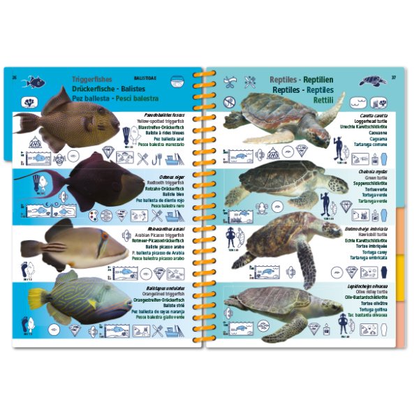 marine pictolife. indian ocean and red sea
