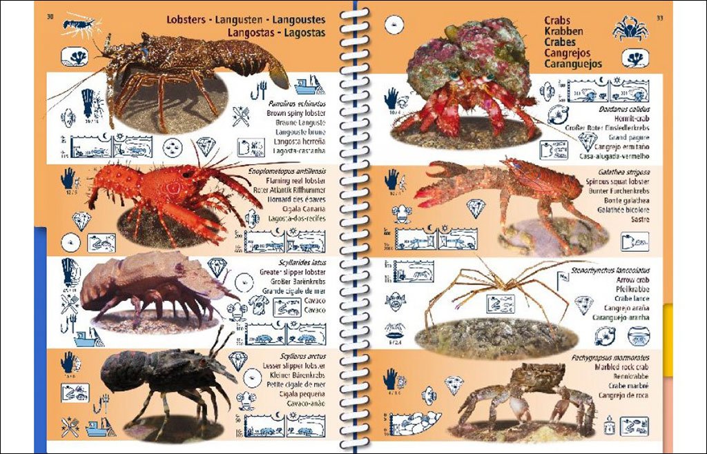 marine pictolife. macaronesia