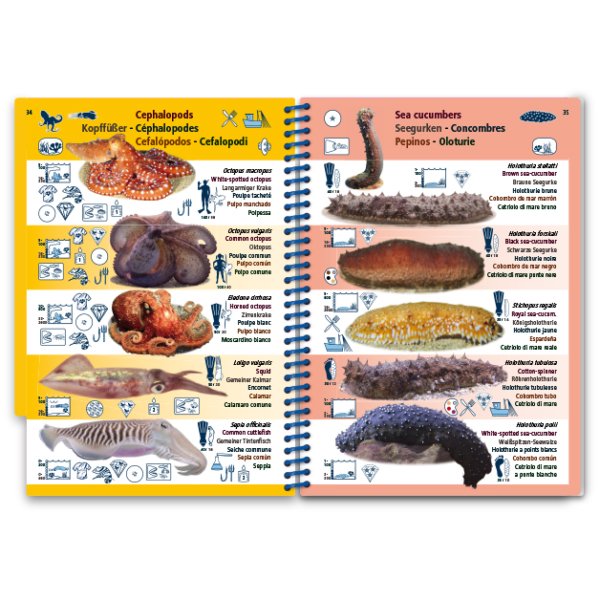 marine pictolife. mediterranean sea