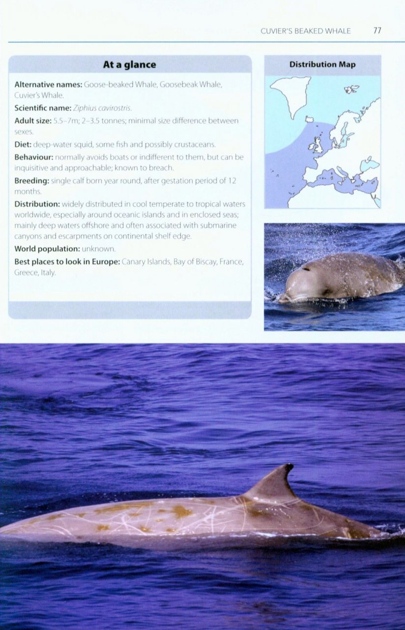 mark carwardine's guide to whale watching in britain and europe