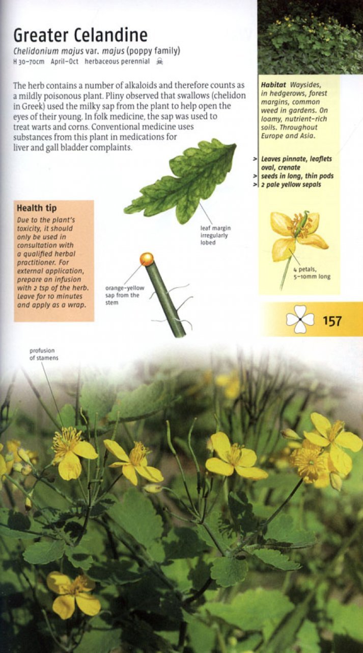 medicinal plants of britain and europe
