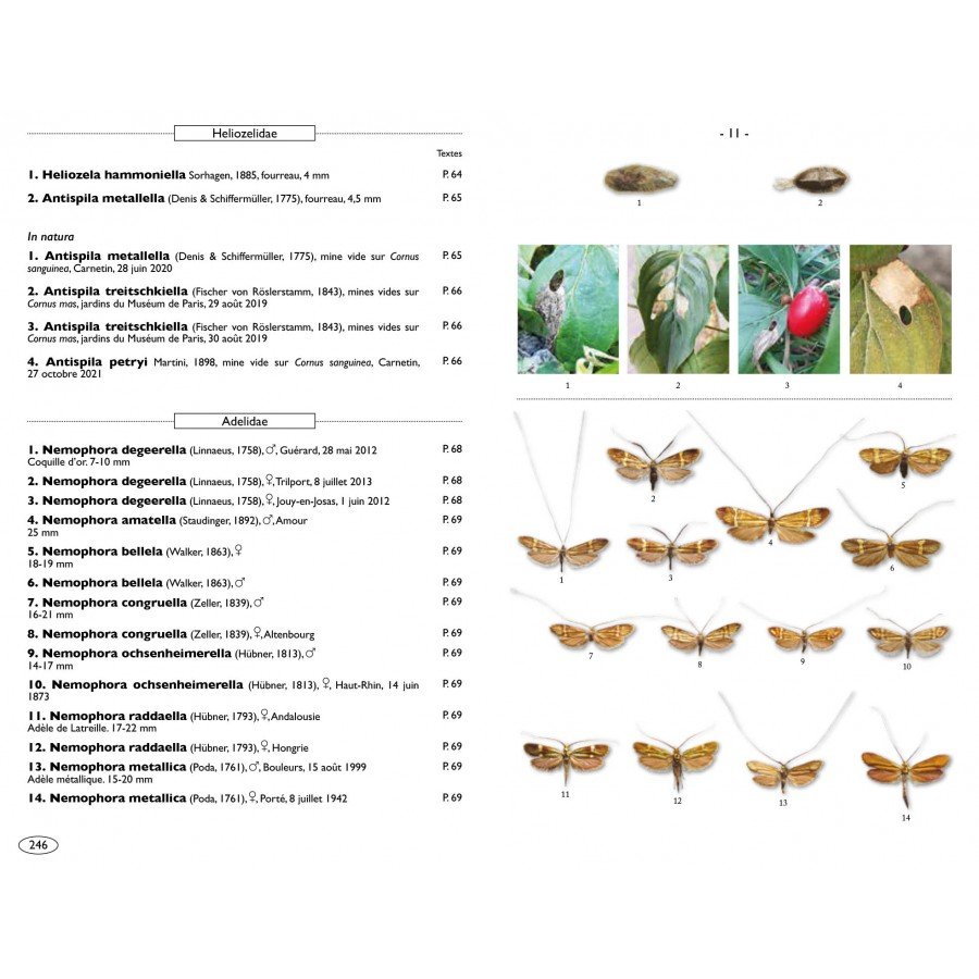 moths of europe volume 7. microlepidoptera 1