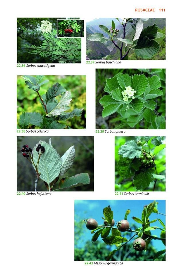 mountain flowers and trees of caucasia