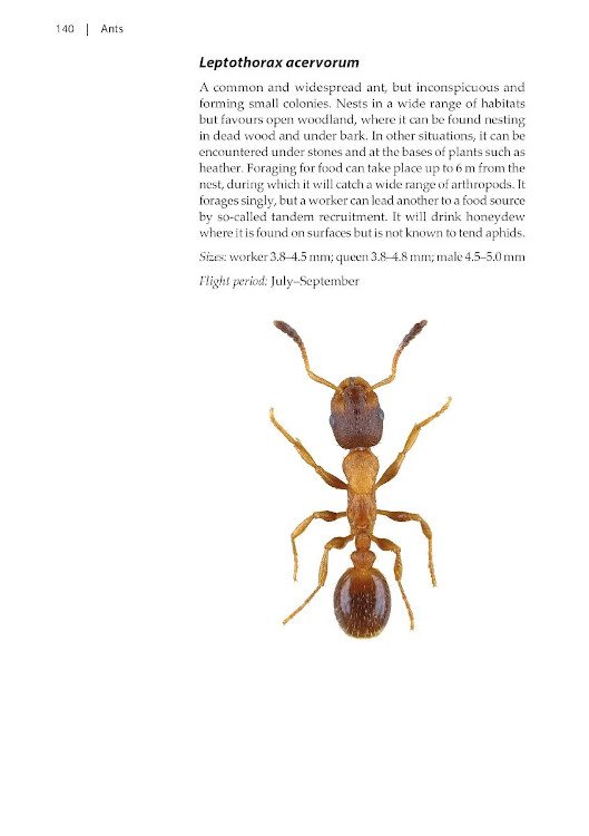 naturalists' handbooks 24. ants