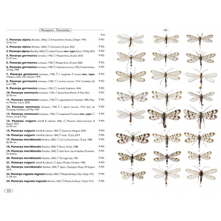 neuropteroids of europe, neuroptera, trichoptera, plecoptera, mecoptera, megaloptera and raphidioptera