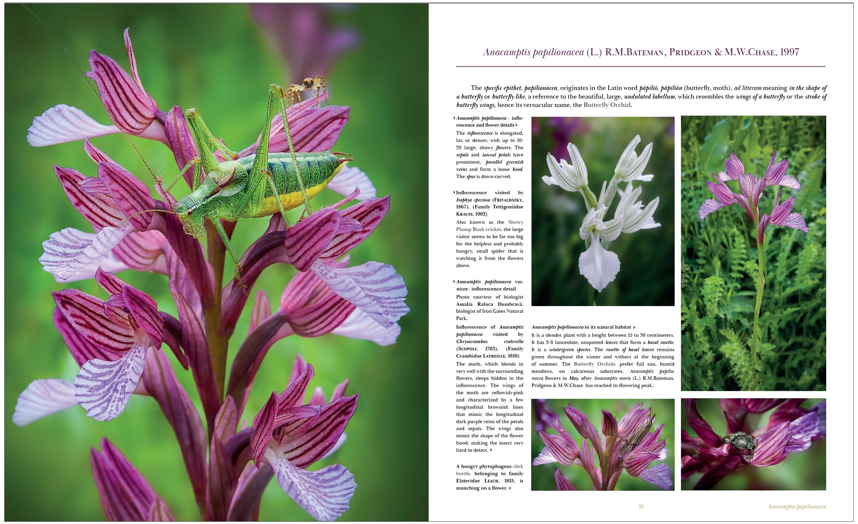 orchids of romania