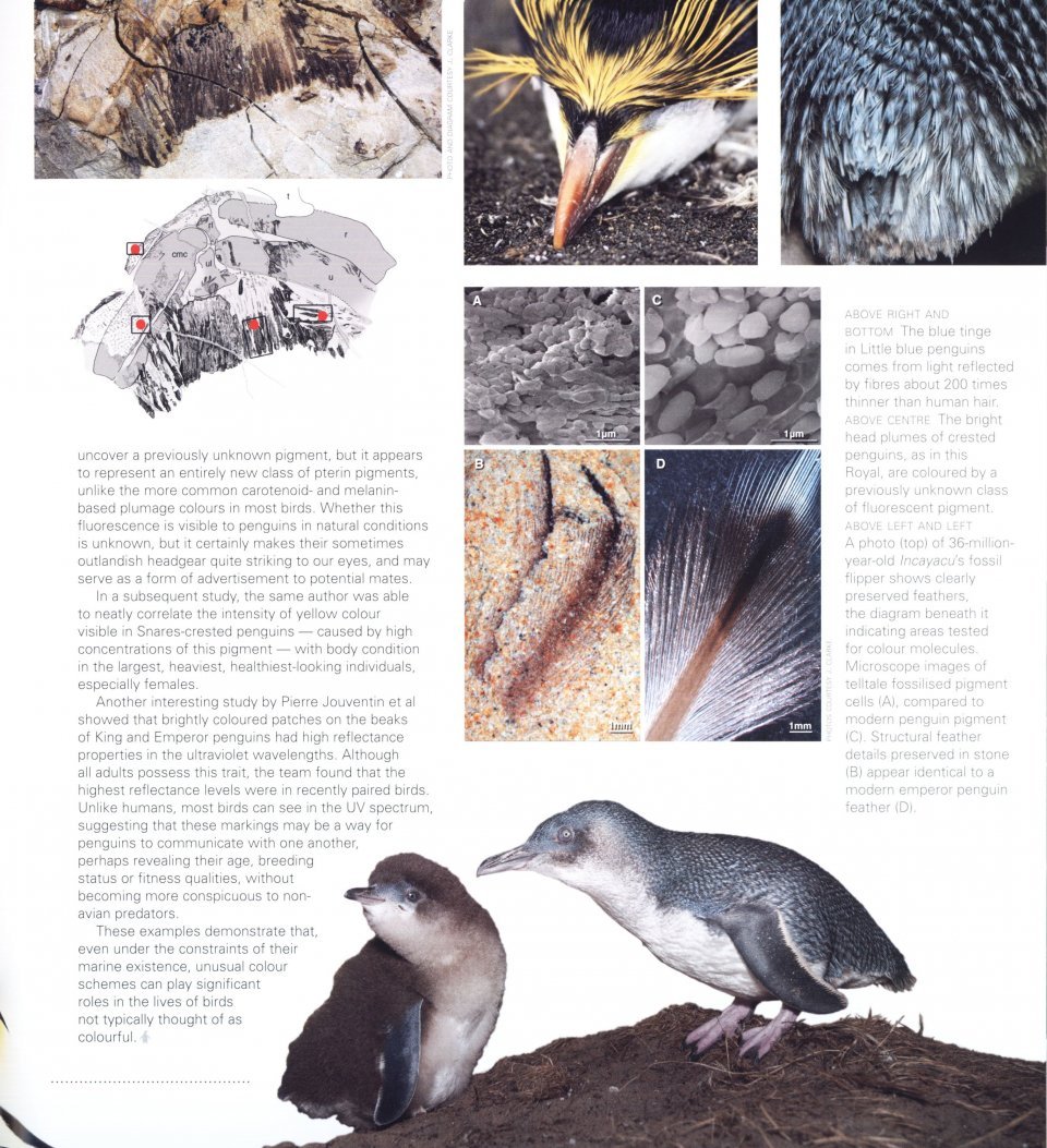penguins. their world, their ways