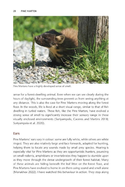 pine marten. the secret life of martes martes