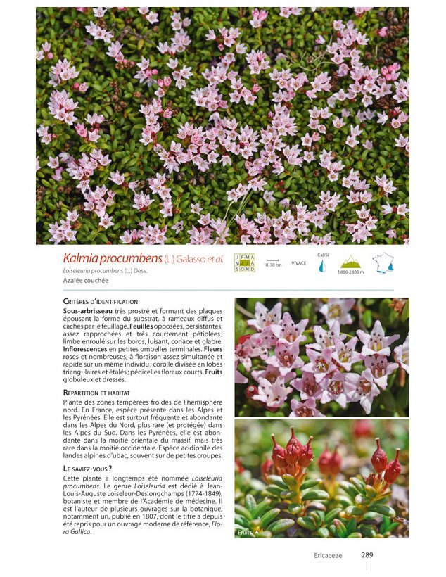 plantes de montagne