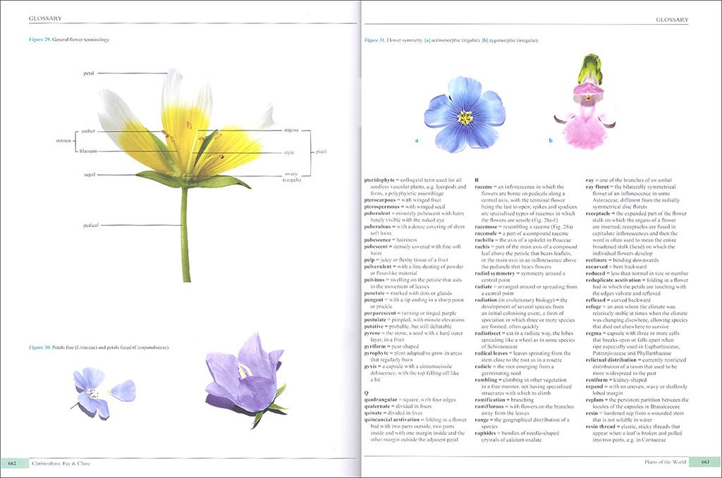 plants of the world. an illustrated encyclopedia of vascular plant families