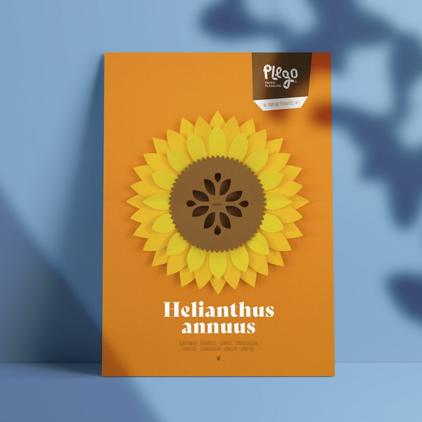 plego pop up helianthus annuus (girasol)