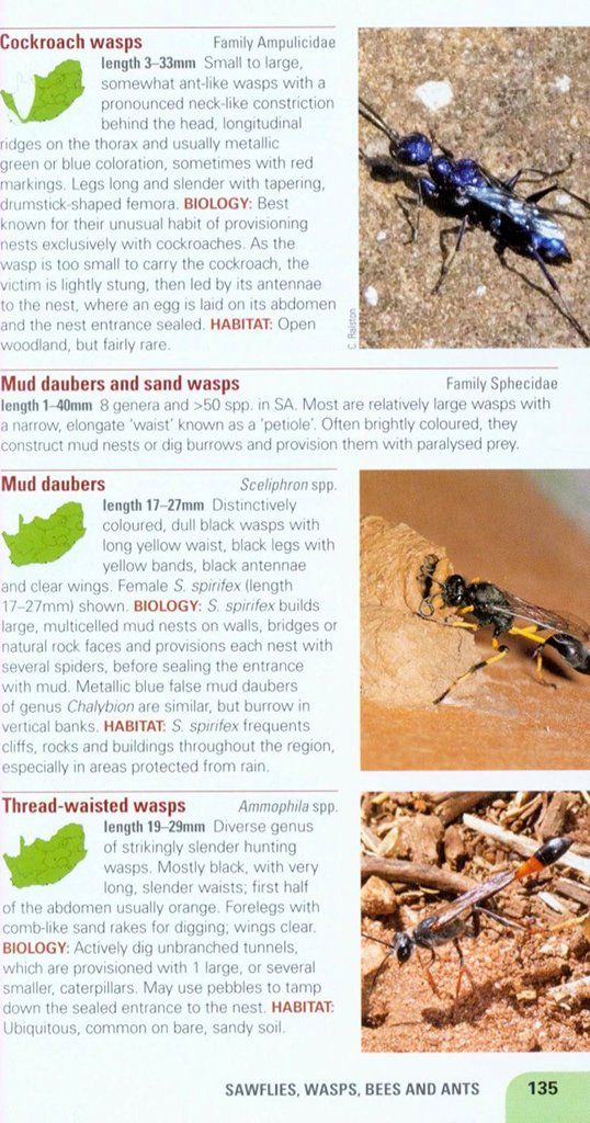 pocket guide insects of south africa