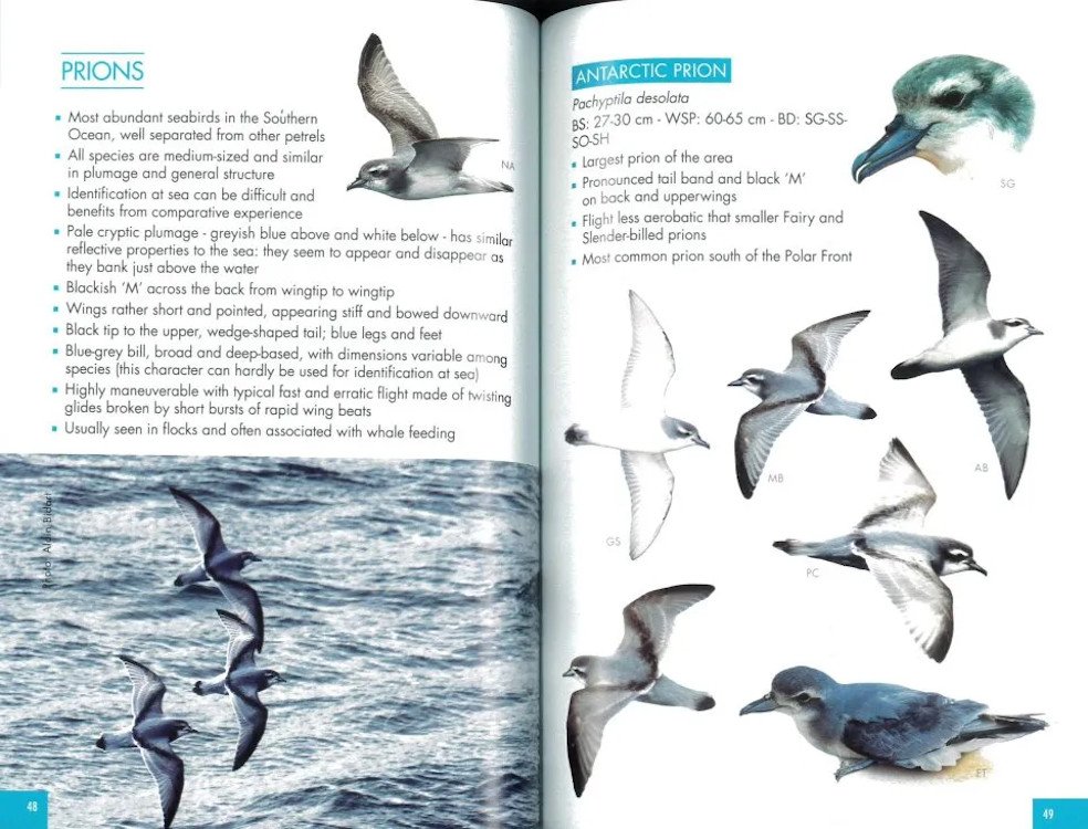 pocket guide to birds of the antartic peninsula, south georgia and the falkland island