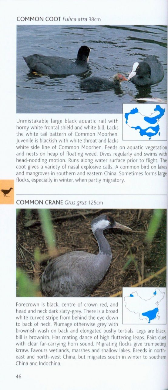 pocket photo guide to the birds of china
