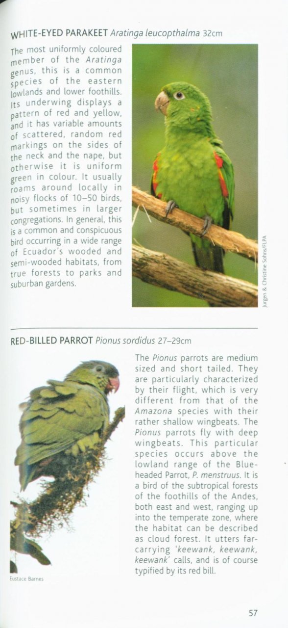 pocket photo guide to the birds of ecuador and galapagos